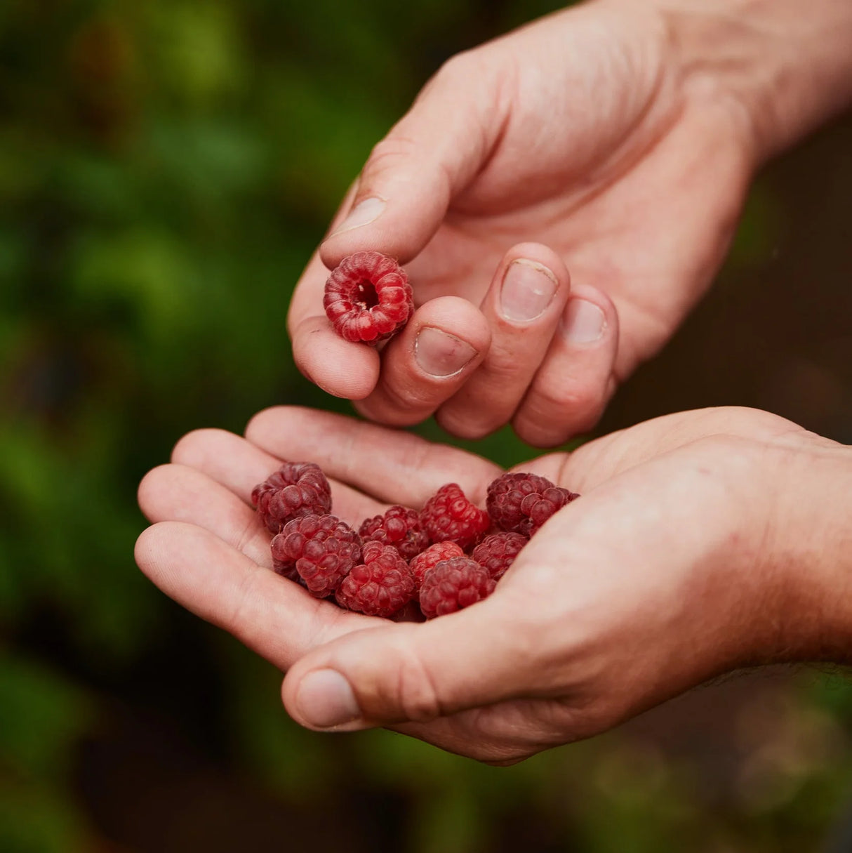 Moor Drink Mix - Raspberry - Find Your Feet Australia Hobart Launceston Tasmania