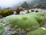 Wild Tasmania 2026 Large Calendar - Grant Dixon/Rob Blakers - August - Find Your Feet Australia Hobart Launceston Tasmania
