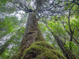 Wild Tasmania 2026 Large Calendar - Grant Dixon/Rob Blakers - October - Find Your Feet Australia Hobart Launceston Tasmania