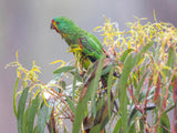 Wild Tasmania 2026 Large Calendar - Grant Dixon/Rob Blakers - November - Find Your Feet Australia Hobart Launceston Tasmania