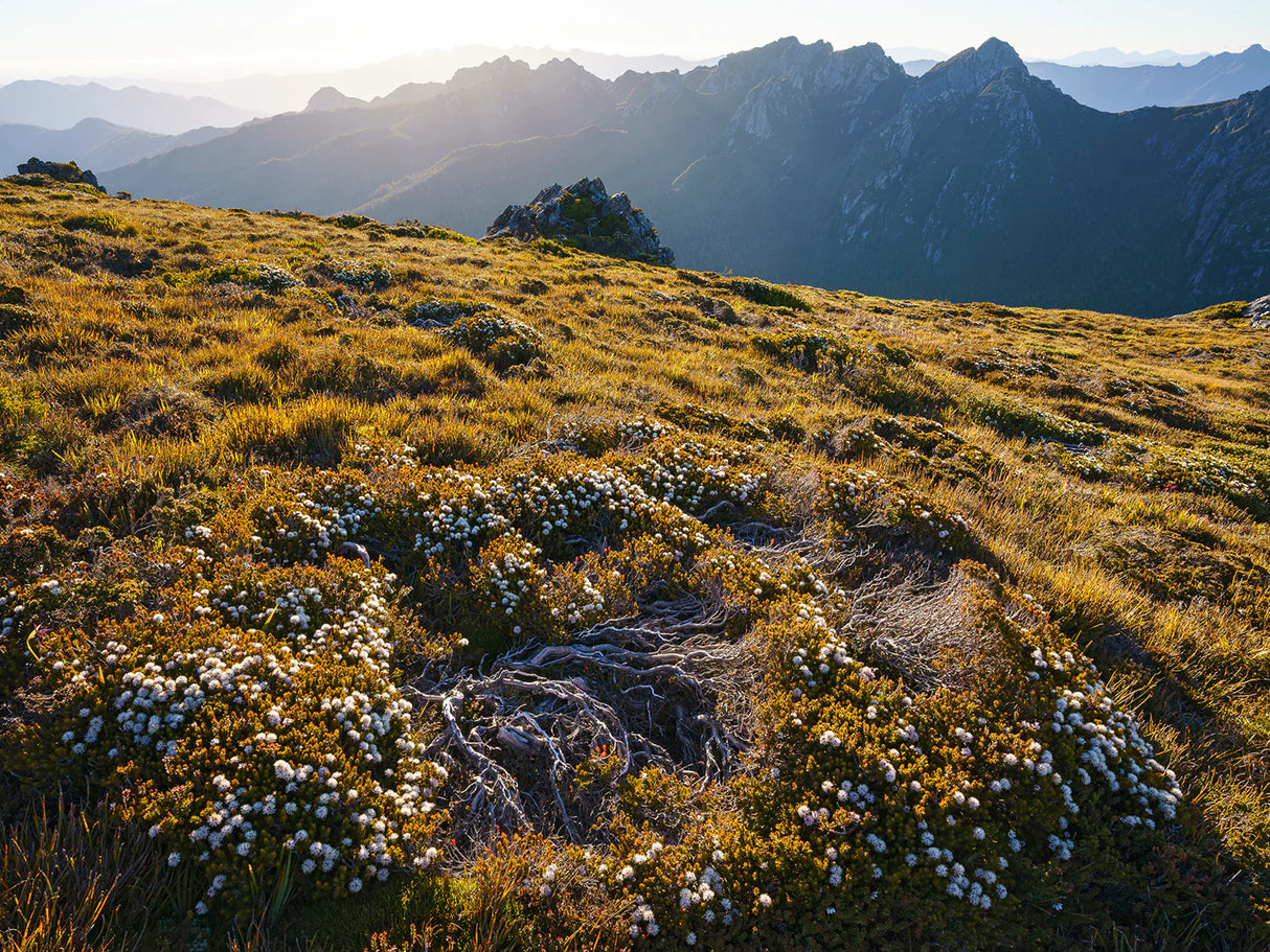 Wild Tasmania 2026 Large Calendar - Grant Dixon/Rob Blakers - January - Find Your Feet Australia Hobart Launceston Tasmania