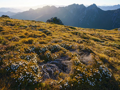 Wild Tasmania 2026 Large Calendar - Grant Dixon/Rob Blakers Rob Blakers/Grant Dixon