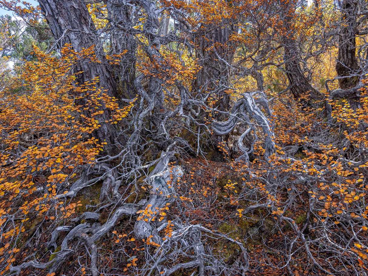 Wild Tasmania 2026 Large Calendar - Grant Dixon/Rob Blakers - April - Find Your Feet Australia Hobart Launceston Tasmania