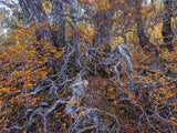 Wild Tasmania 2026 Large Calendar - Grant Dixon/Rob Blakers - April - Find Your Feet Australia Hobart Launceston Tasmania