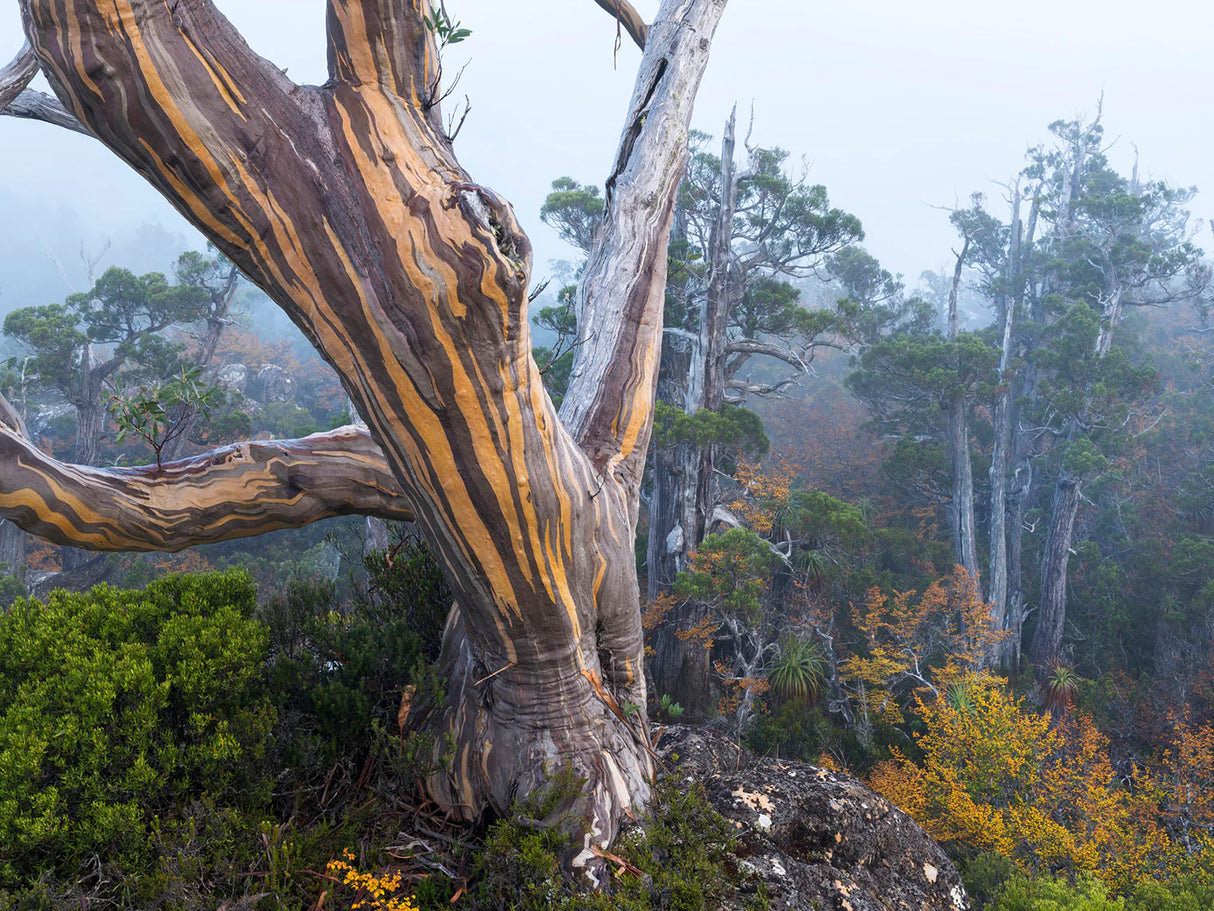 Wild Tasmania 2026 Large Calendar - Grant Dixon/Rob Blakers - May - Find Your Feet Australia Hobart Launceston Tasmania