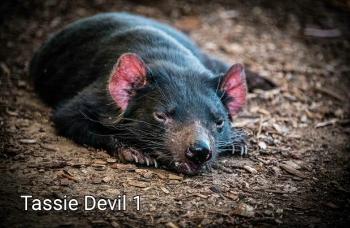 CBdvl1 Tassie Devil 1 - Camhanaich Photography - Find Your Feet Australia Hobart Launceston Tasmania