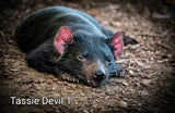 CBdvl1 Tassie Devil 1 - Camhanaich Photography - Find Your Feet Australia Hobart Launceston Tasmania