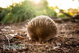 CPecna01 - Echidna 1 - Camhanaich Photography - Find Your Feet Australia Hobart Launceston Tasmania