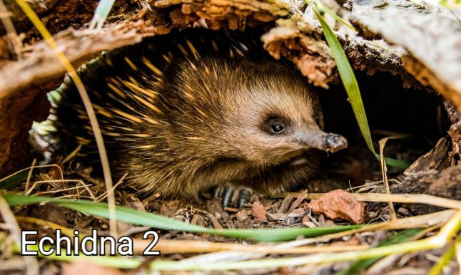 CPecna03 - Echidna 3 - Camhanaich Photography - Find Your Feet Australia Hobart Laucneston Tasmania