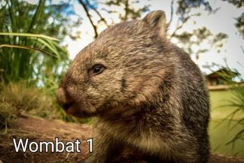 CPwmb01 - Wombat 1 - Camhanaich Photography - Find Your Feet Australia Hobart Launceston Tasmania
