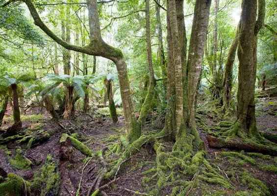 Rob Blakers Wild Forest (Paperback)