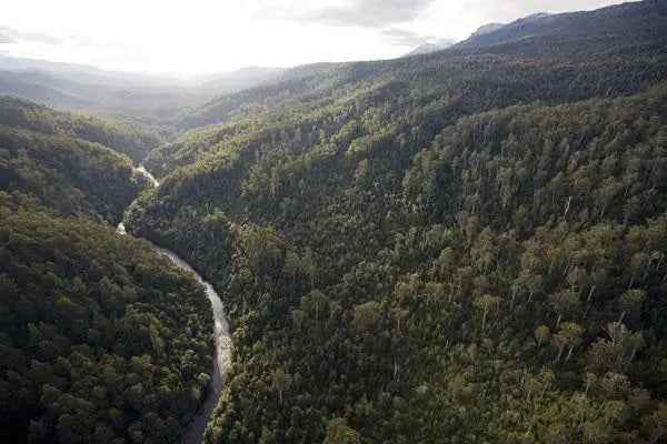 Rob Blakers Wild Forest (Paperback)