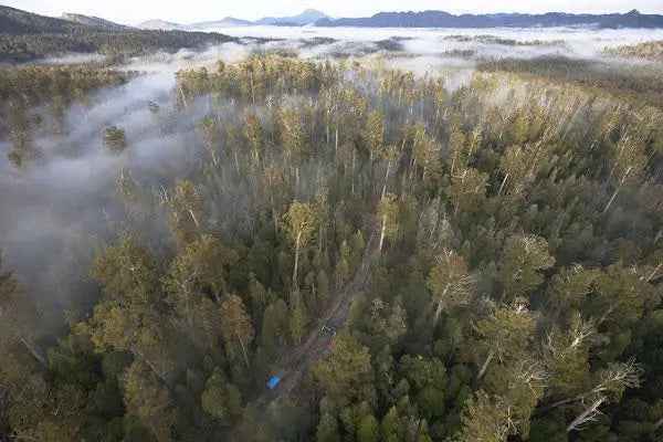 Rob Blakers Wild Forest (Paperback)