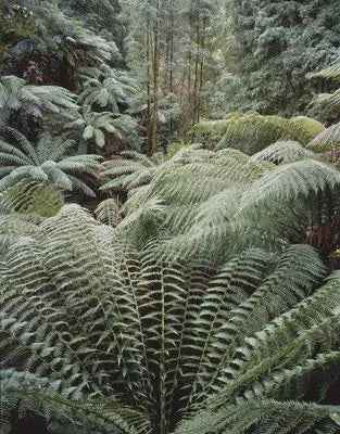 Rob Blakers Wild Forest (Paperback)