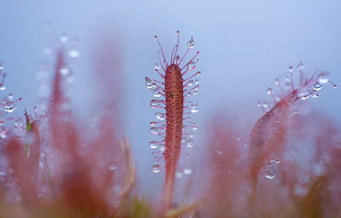 Wild Island 2022 Small Calendar - Rob Blakers - Find Your Feet Australia Hobart Launceston Tasmania