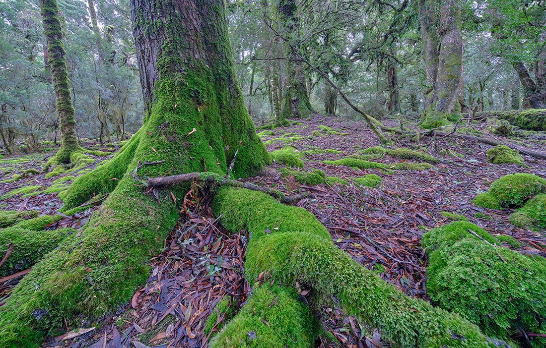 Wild Island 2022 Small Calendar - Rob Blakers - Find Your Feet Australia Hobart Launceston Tasmania