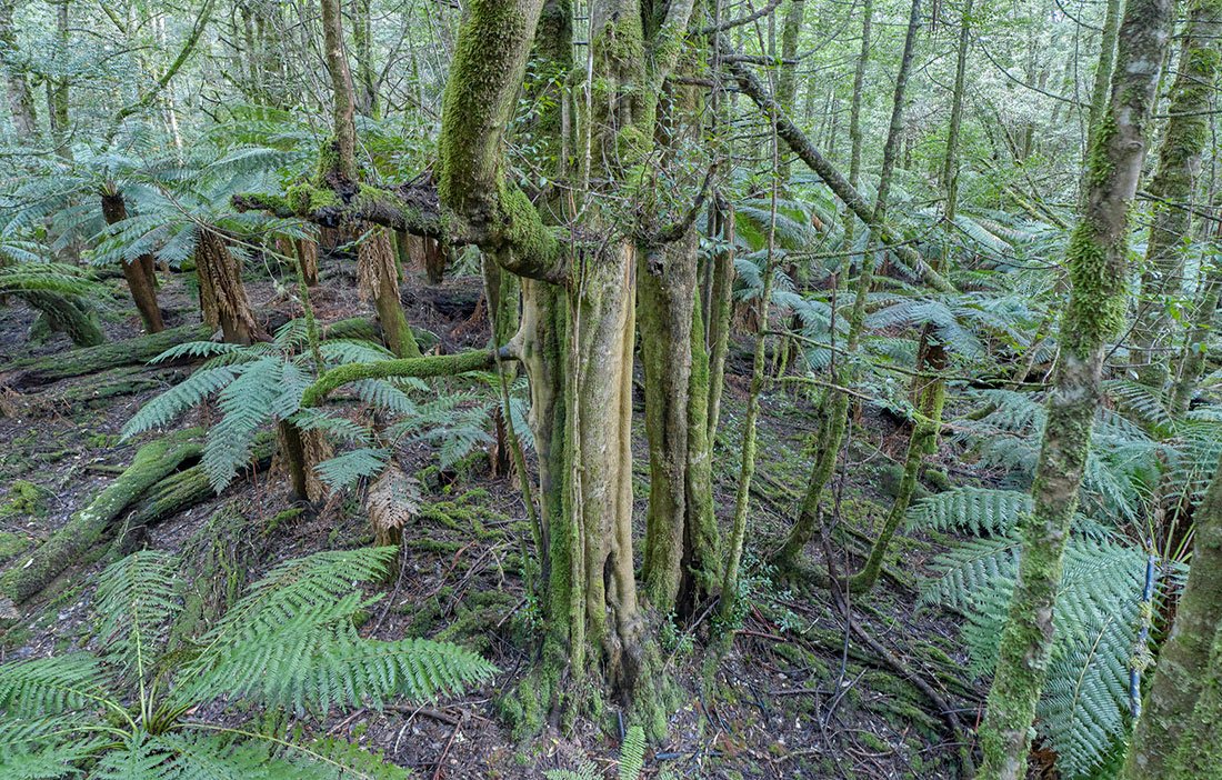 Wild Island 2022 Small Calendar - Rob Blakers - Find Your Feet Australia Hobart Launceston Tasmania