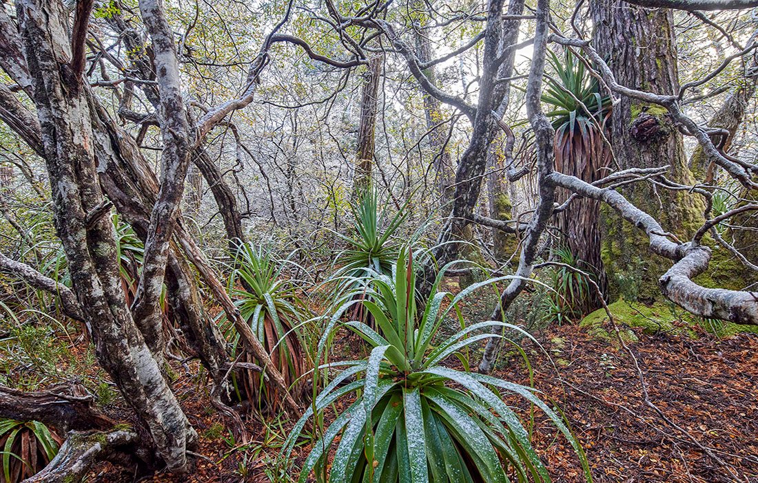 Wild Island 2022 Small Calendar - Rob Blakers - Find Your Feet Australia Hobart Launceston Tasmania