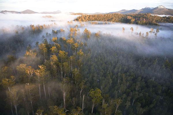 Rob Blakers Wild Forest (Book) - Find Your Feet Australia Hobart Launceston Tasmania