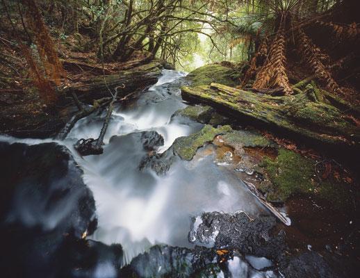 Rob Blakers Wild Forest (Book) - Find Your Feet Australia Hobart Launceston Tasmania