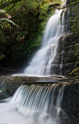 Rob Blakers Wild Forest (Book) - Find Your Feet Australia Hobart Launceston Tasmania